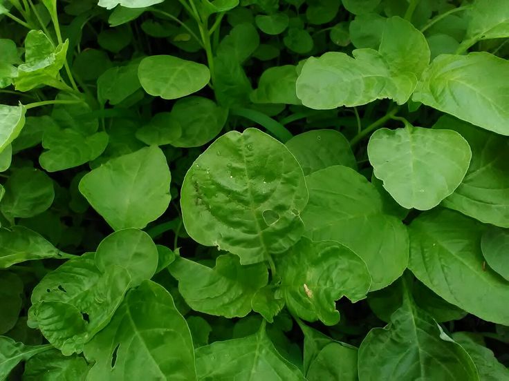 Manfaat Bayam untuk Kesehatan